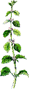 Jablečník obecný (Marrubium vulgare)