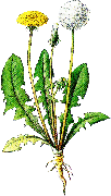 Pampeliška lékařská (Taraxacum officinalis)