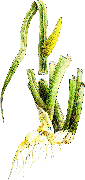 Puškvorec obecný (Acorus calamus)