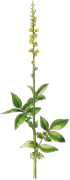 Řepík lékařský (Agrimonia eupatoria)